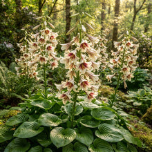 Cardiocrinum giganteum Seeds
