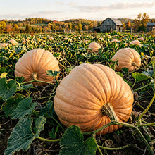 Pumpkin Atlantic Giant Seeds – Giant Pumpkin Seeds for Home Gardening