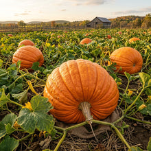 Pumpkin Atlantic Giant Seeds – Giant Pumpkin Seeds for Home Gardening