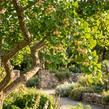 Ginkgo biloba Seeds for Planting