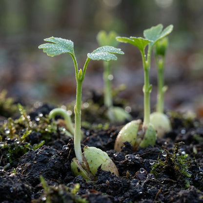 Ginkgo biloba Seeds for Planting