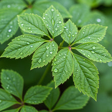 Panax Ginseng Seeds for Shade Herb Garden Planting