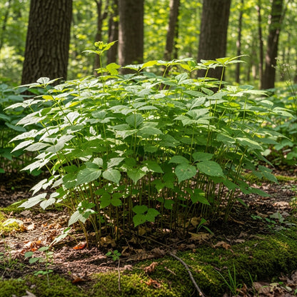 Panax Ginseng Seeds for Shade Herb Garden Planting