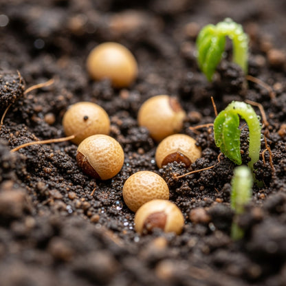 Panax Ginseng Seeds for Shade Herb Garden Planting