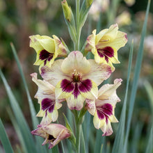 Gladiolus 'Papilio Vito' Flower Seeds for Planting