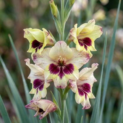 Gladiolus 'Papilio Vito' Flower Seeds for Planting