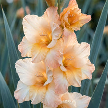 Gladiolus Vera Lynn Flower Seeds for Planting