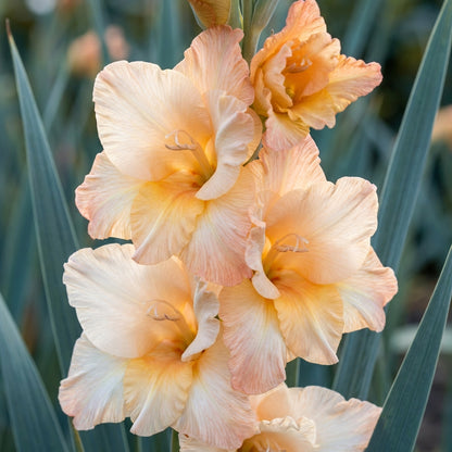 Gladiolus Vera Lynn Flower Seeds for Planting