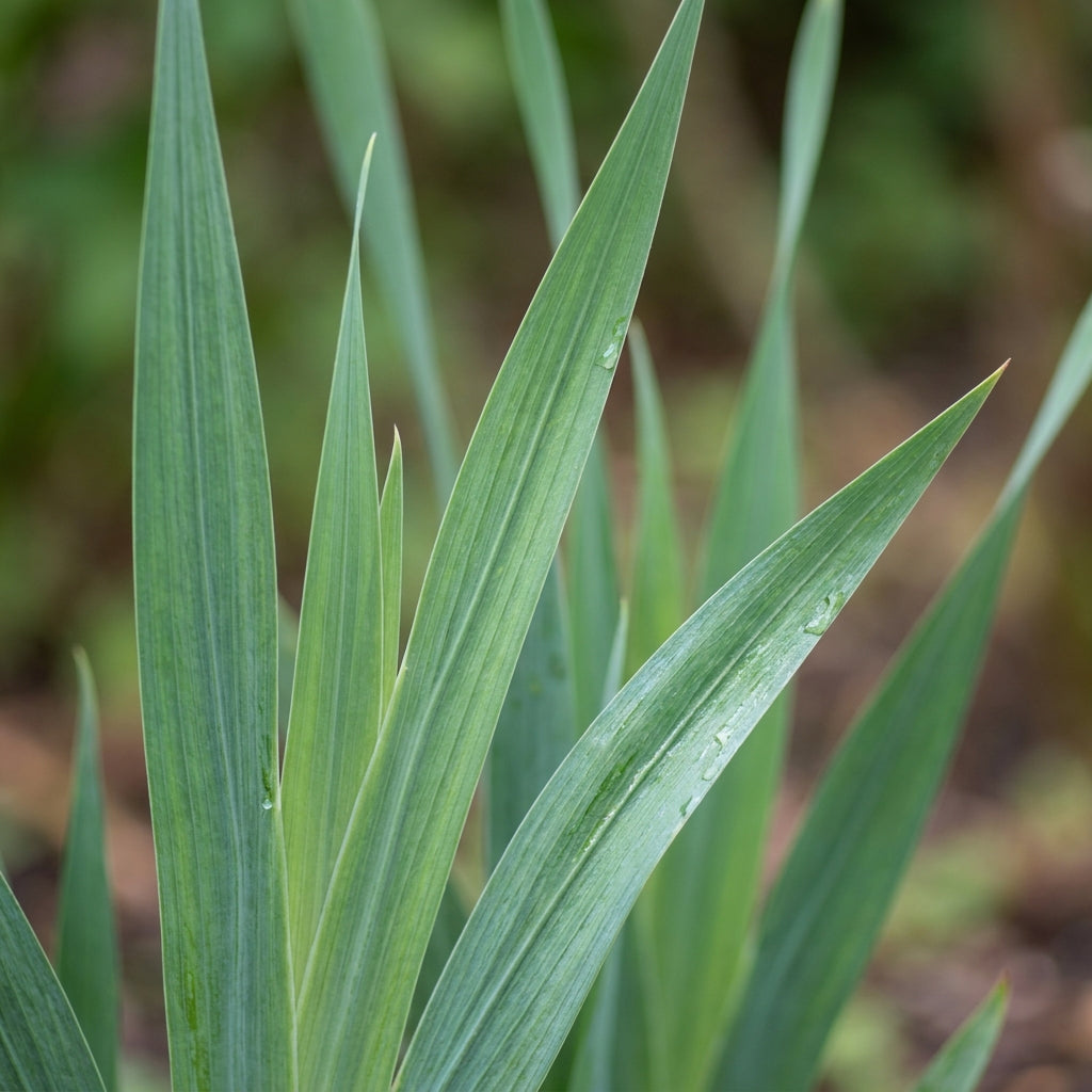 Gladiolus Vera Lynn Flower Seeds for Planting