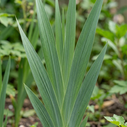 Gladiolus 'Papilio Vito' Flower Seeds for Planting