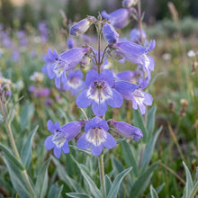 Penstemon Euglaucus Flower Seeds For Planting