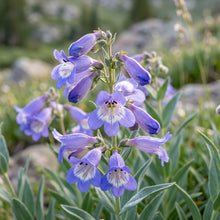 Penstemon Euglaucus Flower Seeds For Planting