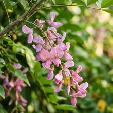 Gliricidia sepium Madre de Cacao Seeds for Planting