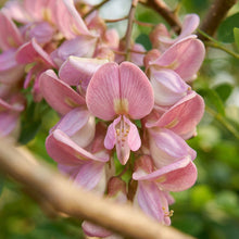 Gliricidia sepium Madre de Cacao Seeds for Planting