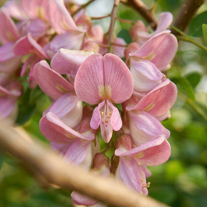Gliricidia sepium Madre de Cacao Seeds for Planting
