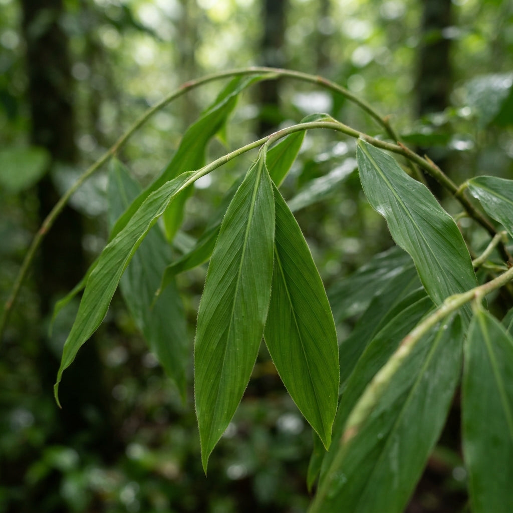 Globba schomburgkii Flower Seeds for Planting