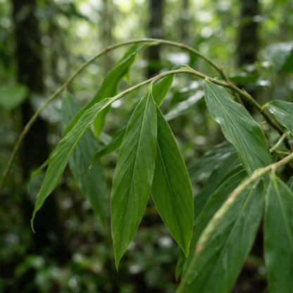Globba schomburgkii Flower Seeds for Planting