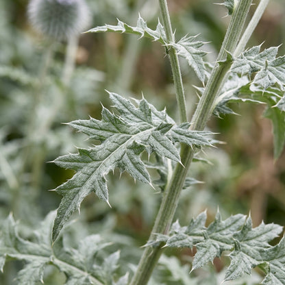 Globe Thistle Taplow Blue Flower Seeds for Planting