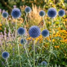 Globe Thistle Taplow Blue Flower Seeds for Planting