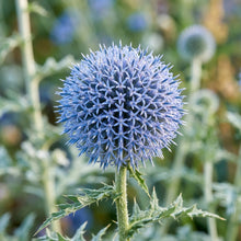 Globe Thistle Taplow Blue Flower Seeds for Planting