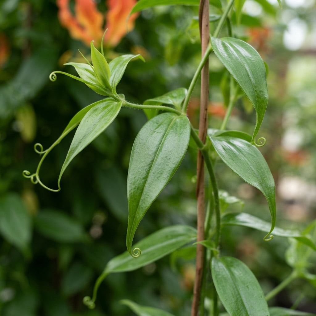 Gloriosa Orange Glory Flower Seeds for Planting