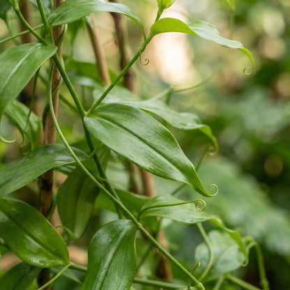 Gloriosa rothschildiana (Glory Lily) Flower Seeds for Planting