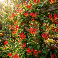 Gloriosa rothschildiana (Glory Lily) Flower Seeds for Planting