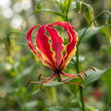 Gloriosa rothschildiana (Glory Lily) Flower Seeds for Planting