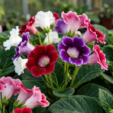 Gloxinia Impricer Mix Flower Seeds for Planting