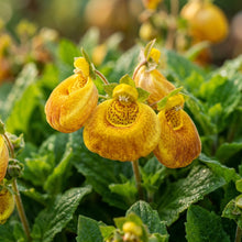 Gold Pocketbook Flower Seeds for Planting