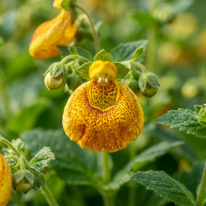 Gold Pocketbook Flower Seeds for Planting