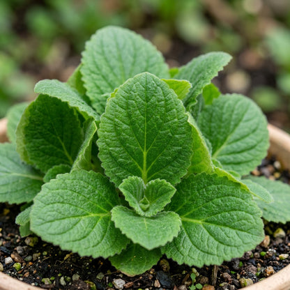 Gold Pocketbook Flower Seeds for Planting