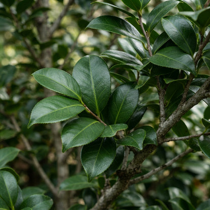 Golden Camellia Seeds for Planting