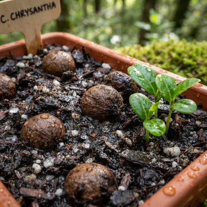 Golden Camellia Seeds for Planting