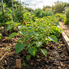 Golden Ground Cherry Seeds for Planting