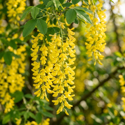 Golden Yellow Laburnum Tree Seeds for Planting