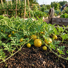Golden Midget Watermelon Seeds for Planting