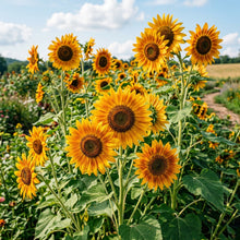 Golden Orange Sunflower Seeds For Planting
