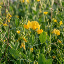 Lathyrus Aureus Golden Pea Flower Seeds For Planting