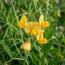 Lathyrus Aureus Golden Pea Flower Seeds For Planting