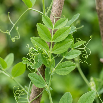 Lathyrus Aureus Golden Pea Flower Seeds For Planting