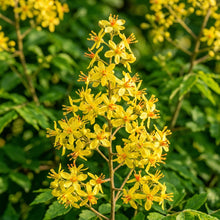 Golden Rain Tree (Koelreuteria paniculata) Seeds for Planting