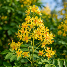 Golden Rain Tree (Koelreuteria paniculata) Seeds for Planting