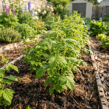 Golden Raspberry Seeds for Planting