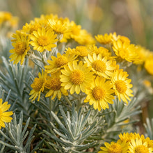 Golden Rosemary Wildflower Seeds For Planting