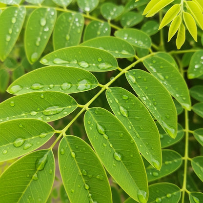 Golden Shower Tree Seeds for Decorative Landscape Planting