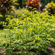 Golden Shower Tree Seeds for Decorative Landscape Planting