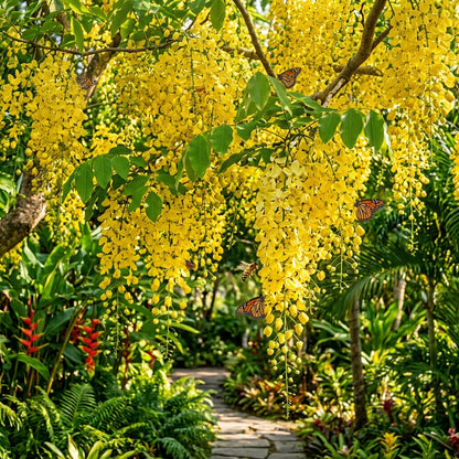 Golden Shower (Cassia fistula) Flower Seeds for Planting