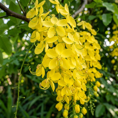 Golden Shower (Cassia fistula) Flower Seeds for Planting