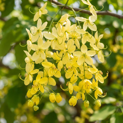 Golden Shower (Cassia fistula) Flower Seeds for Planting